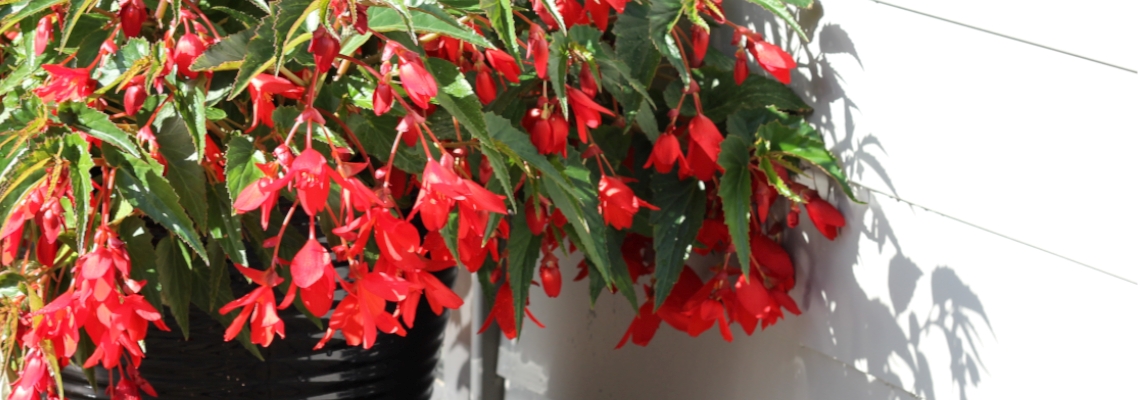 Waterfall Begonia Banner Image.jpg